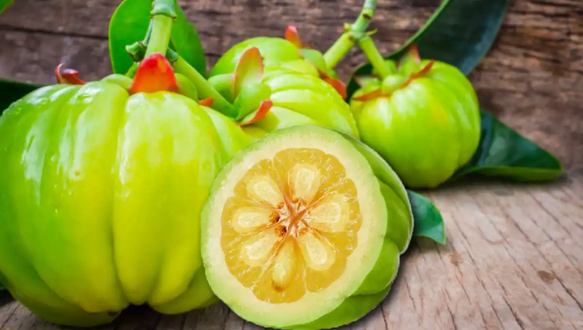 The Role of Active Compound Content in Garcinia Cambogia Extract